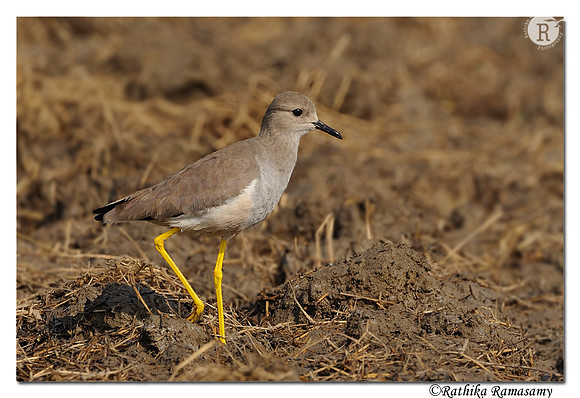 White-tailed Lapwing(Vanellus leucurus)_DD30893
