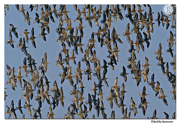 Ruff (Philomachus pugnax)_DD34469