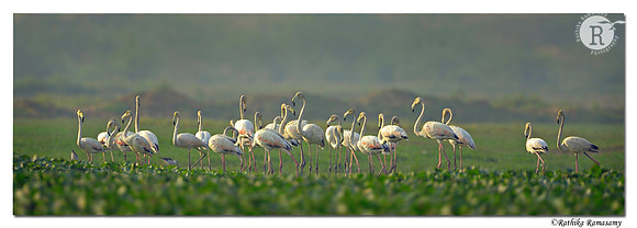 Greater Flamingo (Phoenicopterus roseus)_D4R1500