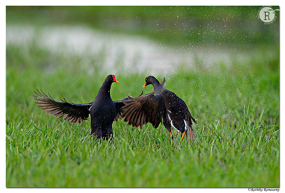 Common-Moorhen-(Gallinula-chloropus)-_D4R4761
