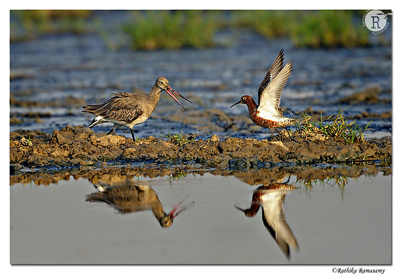 Black-tailed Godwit &Sandpiper_D4R2236