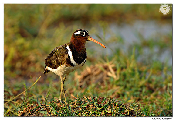 Greater Painted-snipe (Rostratula benghalensis)_D4R4159