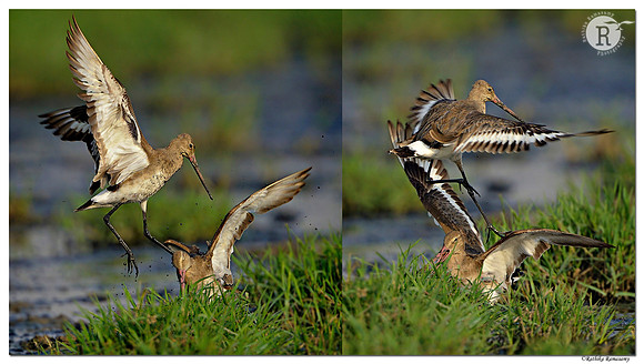 Art  of fighting-Black-tailed Godwit