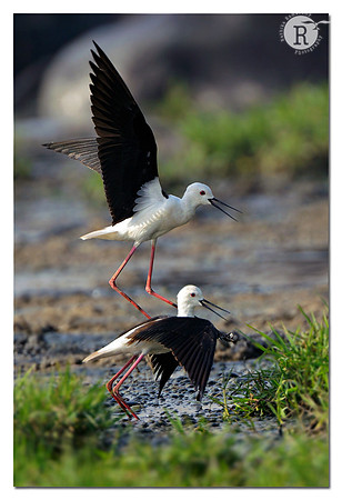 Black-winged Stilt (Himantopus himantopus)_D4R0903