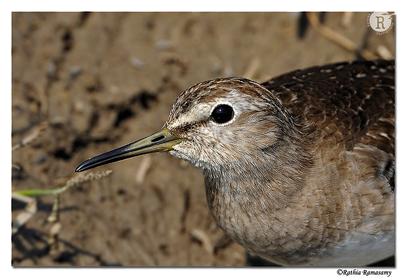 Common Sandpiper (Actitis hypoleucos)_DD31087