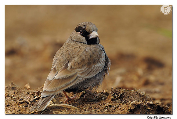 Ashy-crowned Sparrow-Lark (Eremopterix griseus) _DD34139