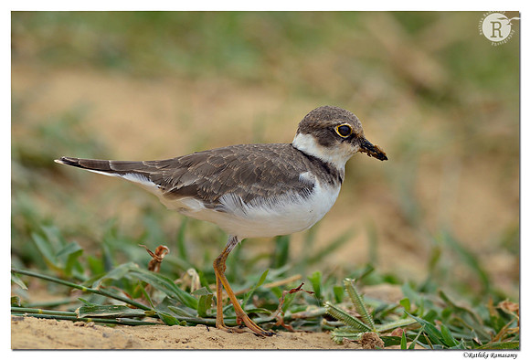 Little Ringed Plover (Charadrius dubius)_D4R0403