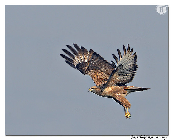 Long-legged Buzzard (Buteo rufinus)_DD38785