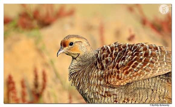Grey Francolin (Francolinus pondicerianus)_D4R_3109