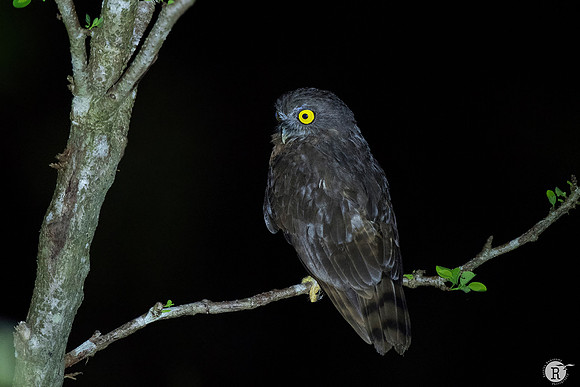 Humes hawk owl_TTA3931