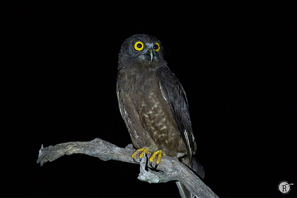Humes hawk owl_TTA3971