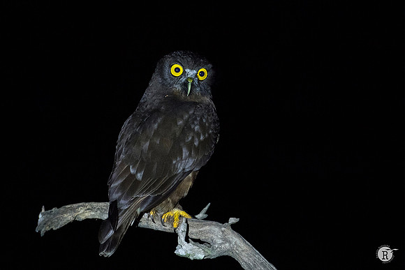 Humes Hawk Owl_TTA3980