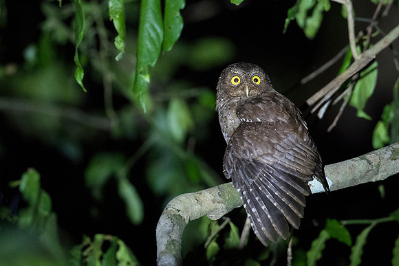 Andaman scops owl_TTA3894