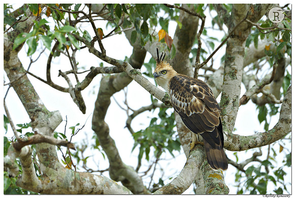 Changeable hawk-eagle(Nisaetus cirrhatus)_BID9861
