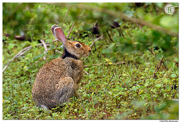 Black-naped hare_BID0043