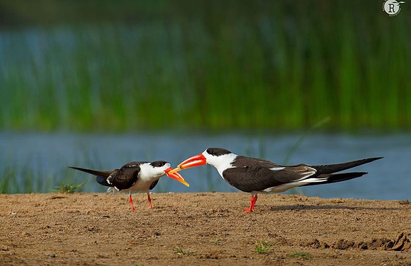 Skimmer fish feeding