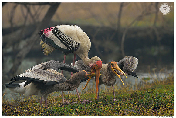 Painted stork (Mycteria leucocephala) _D4S6791