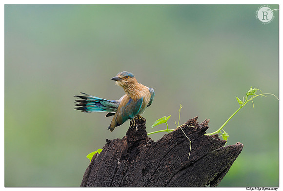 Indian roller (Coracias benghalensis)_DD32175