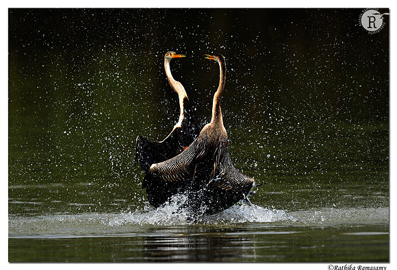 Water Dance_D4S8884