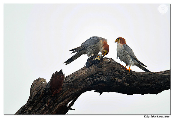 Red-necked Falcon(Falco chicquera)_D4S5587