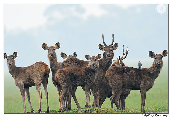 Sambar Deer_D4S8258