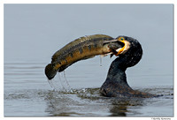 Keoladeo National Park,Bharatpur