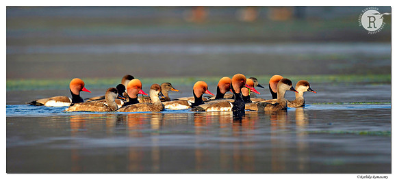 Red-crested Pochard (Netta rufina)_D4R2624