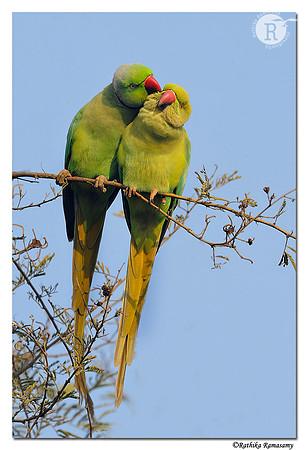 Rose-ringed Parakeet (Psittacula krameri)_DD35579