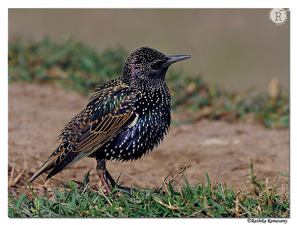 Common Starling (Sturnus vulgaris)_DD30674