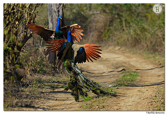 The fight-Indian Peafowl _D4R8436