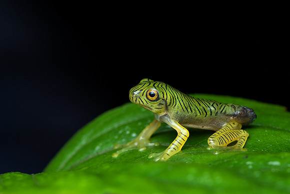 Malabar gliding frog(Rhacophorus pseudomalabaricus)