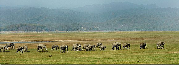 Asian elephants_DD38687