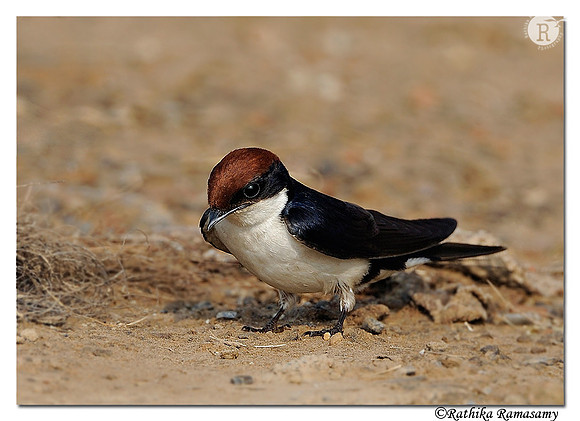 Wire-tailed Swallow (Hirundo smithii)_DD35373