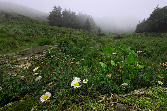 Meesaipulimalai