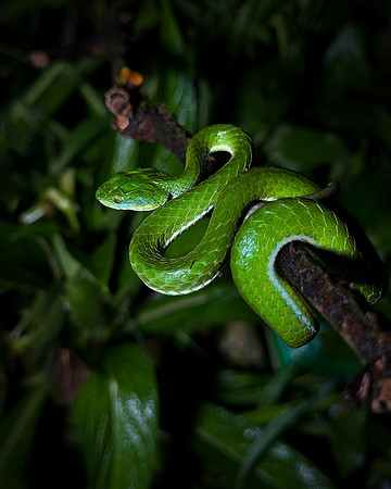 Large scaled pitviper