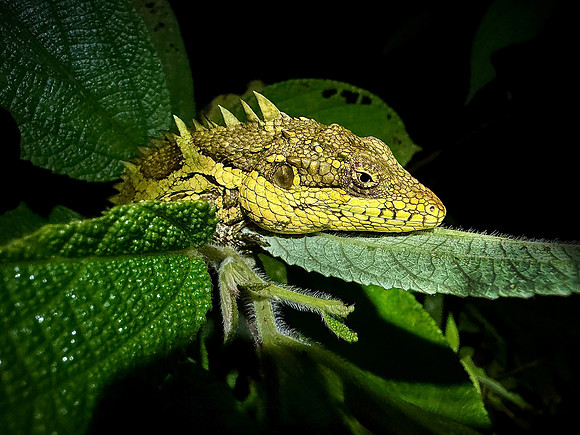 Anaimalai spiny lizard