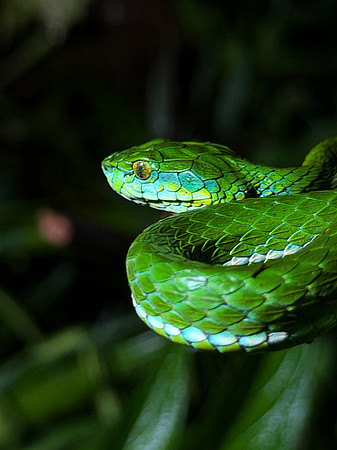 Large scaled pitviper