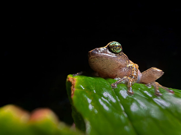 Green eyed bush frog