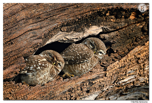 Camouflaged_D4R0742