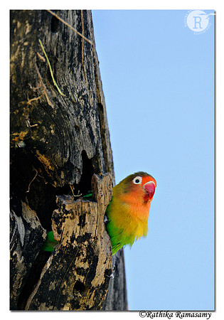 Lovebird_DD31663