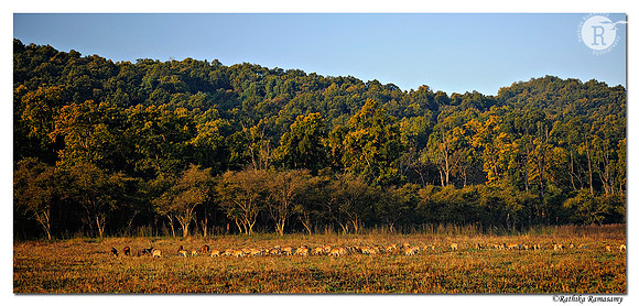 Corbett National Park_DD34008