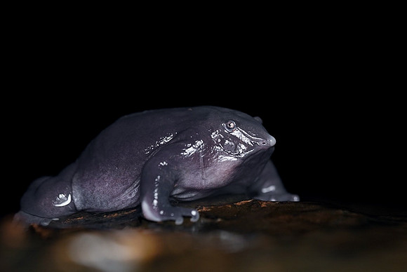 Purple frog