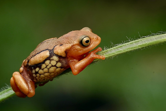 Resplendent shrub frog