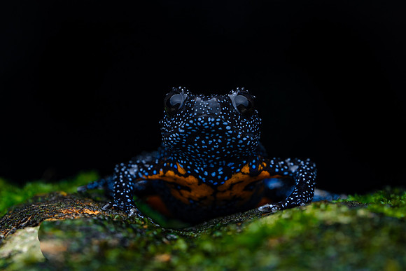 Galaxy frog-2