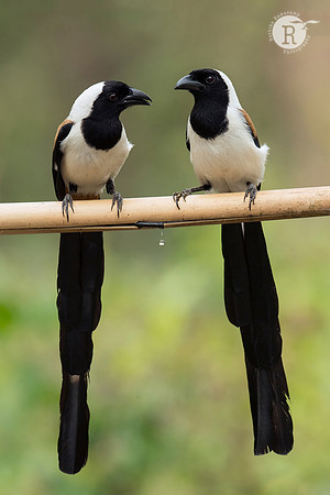 White-bellied treepie (Dendrocitta leucogastra)_D559904 copy