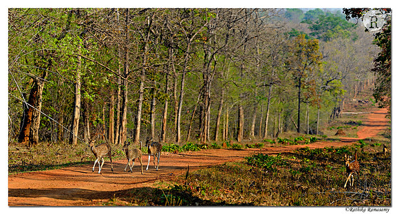 Tadoba_D4R9348