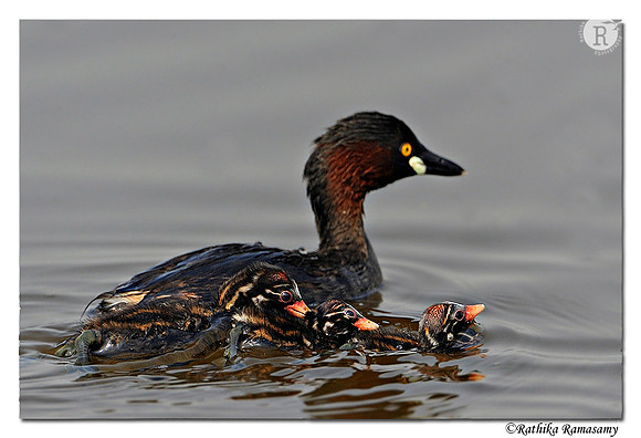 Little Grebe (Tachybaptus ruficollis)_DD39533