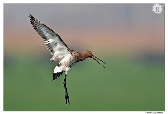 Black-tailed Godwit (Limosa limosa) _D4R1815