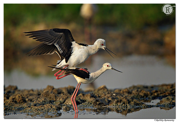 Black-winged Stilt (Himantopus himantopus) _D4R2305