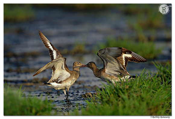 Black-tailed Godwit (Limosa limosa)_D4R2338